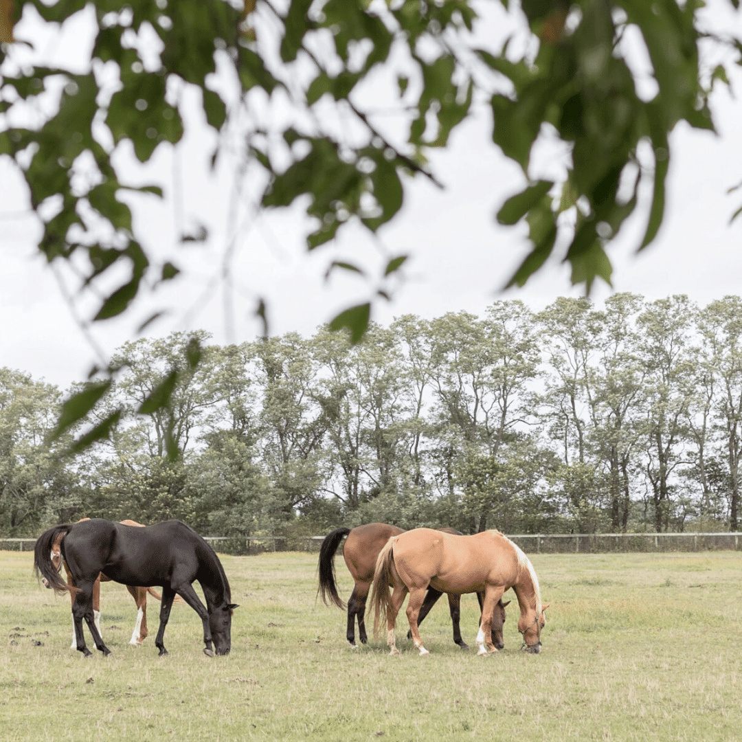 Community with riding stables amenities